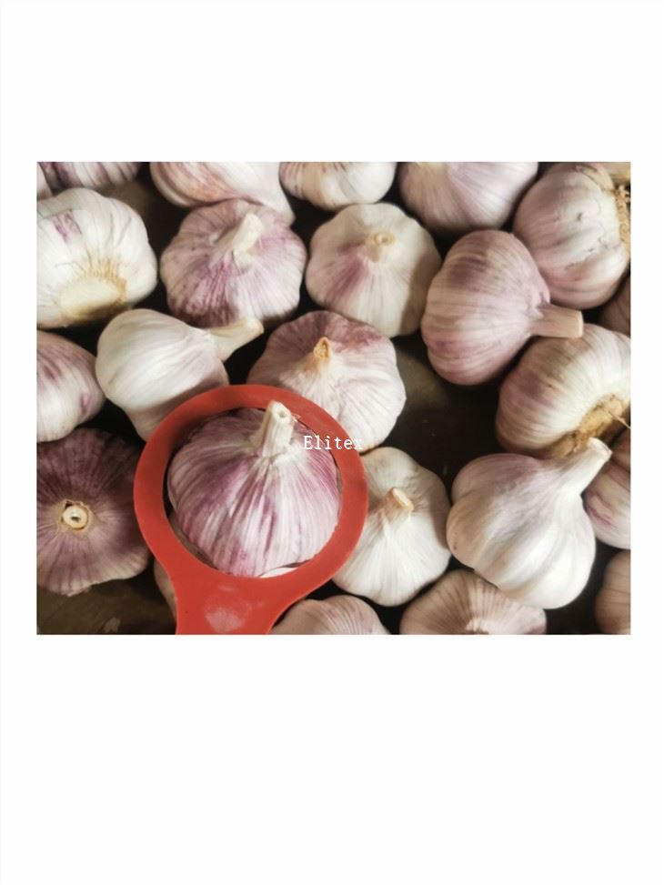 Salted Garlic Cloves In Brine In Drum