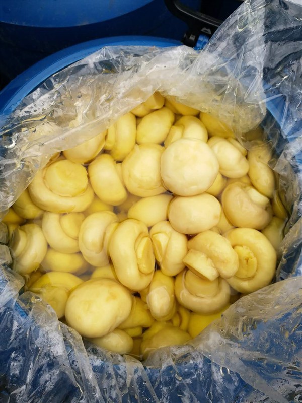 Champiñón chino conservado en barril